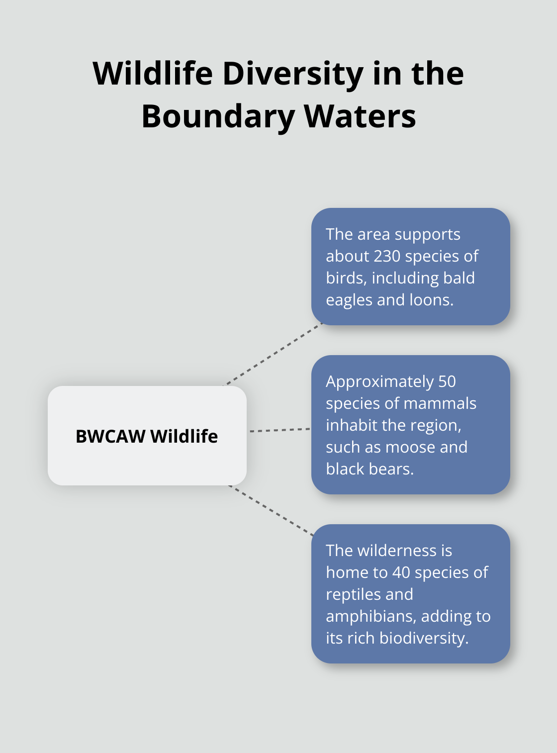 Hub and spoke chart illustrating the diverse wildlife in the Boundary Waters Canoe Area Wilderness, showing 230 bird species, 50 mammal species, and 40 reptile and amphibian species. - best weekend getaways mn