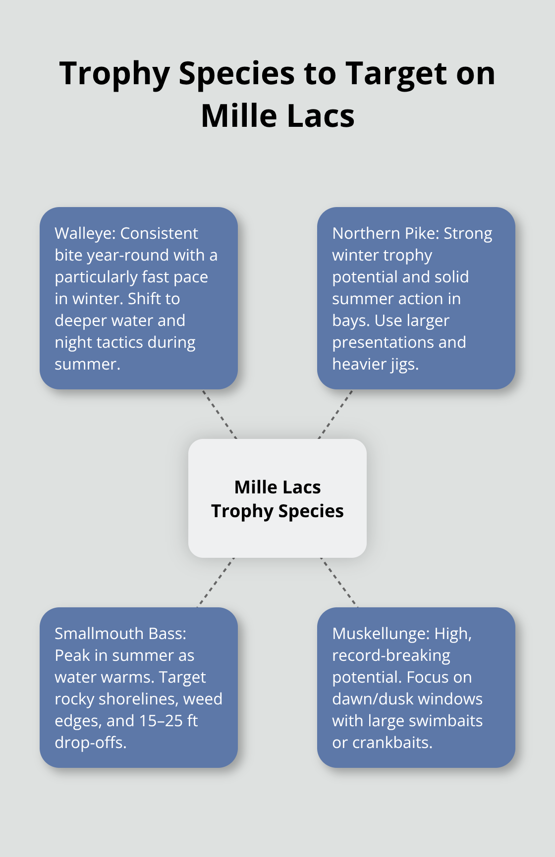Diagram showing walleye, northern pike, smallmouth bass, and muskellunge as key trophy species on Mille Lacs with seasonal tips. - Mille Lacs fishing rentals